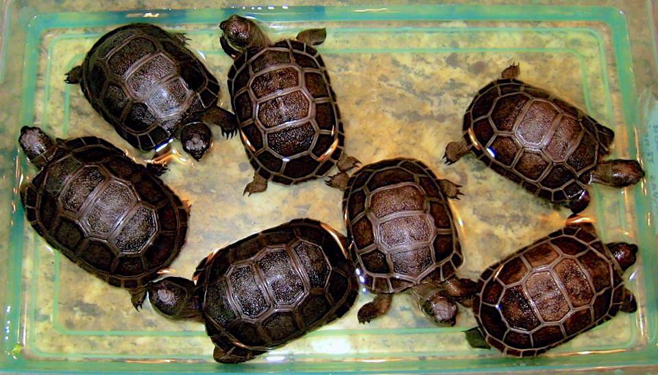 Aldabra Breeders