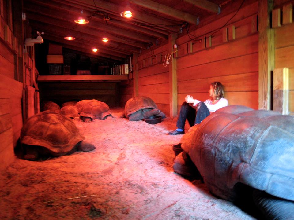Aldabra Breeders