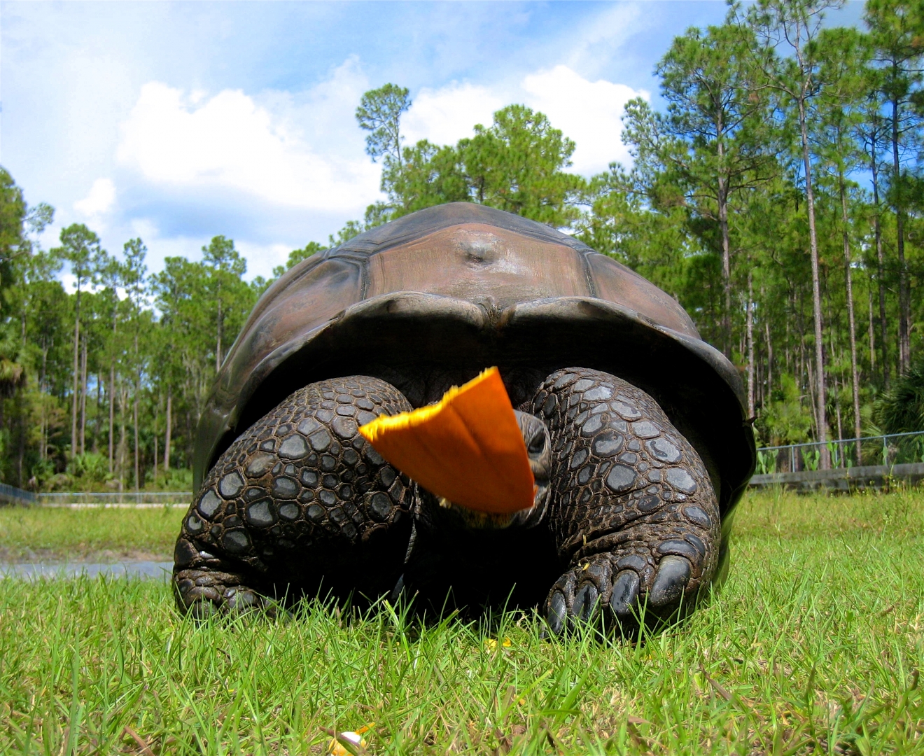 Aldabra Breeders