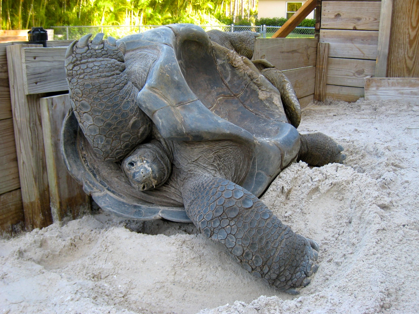 Aldabra Breeders