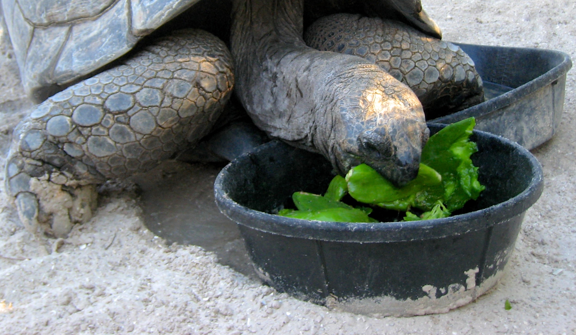Aldabra Breeders
