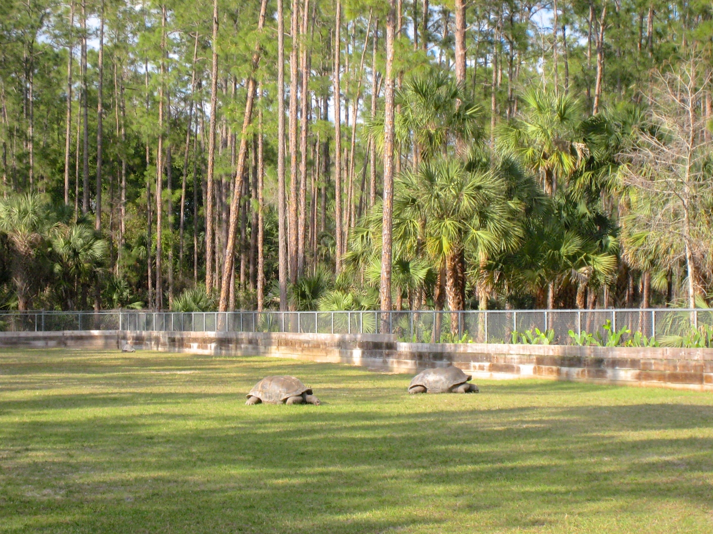 Aldabra Breeders