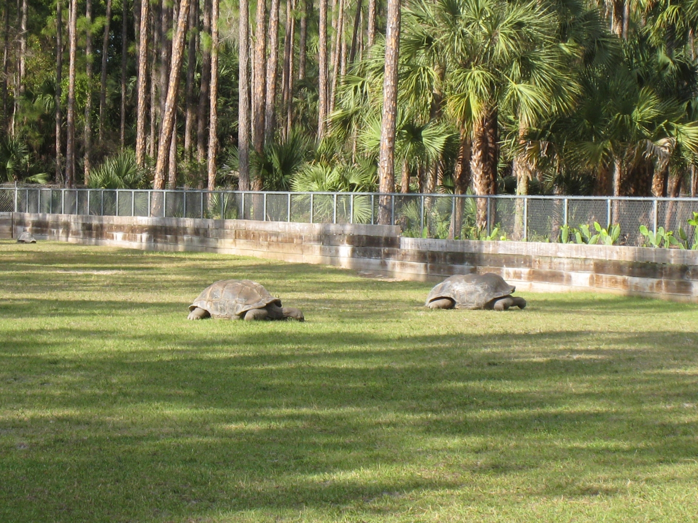 Aldabra Breeders