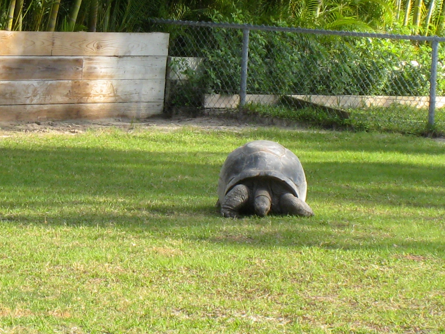 Aldabra Breeders