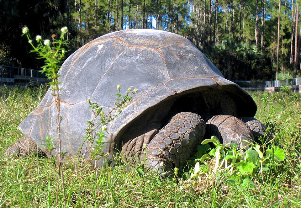 Aldabra Breeders