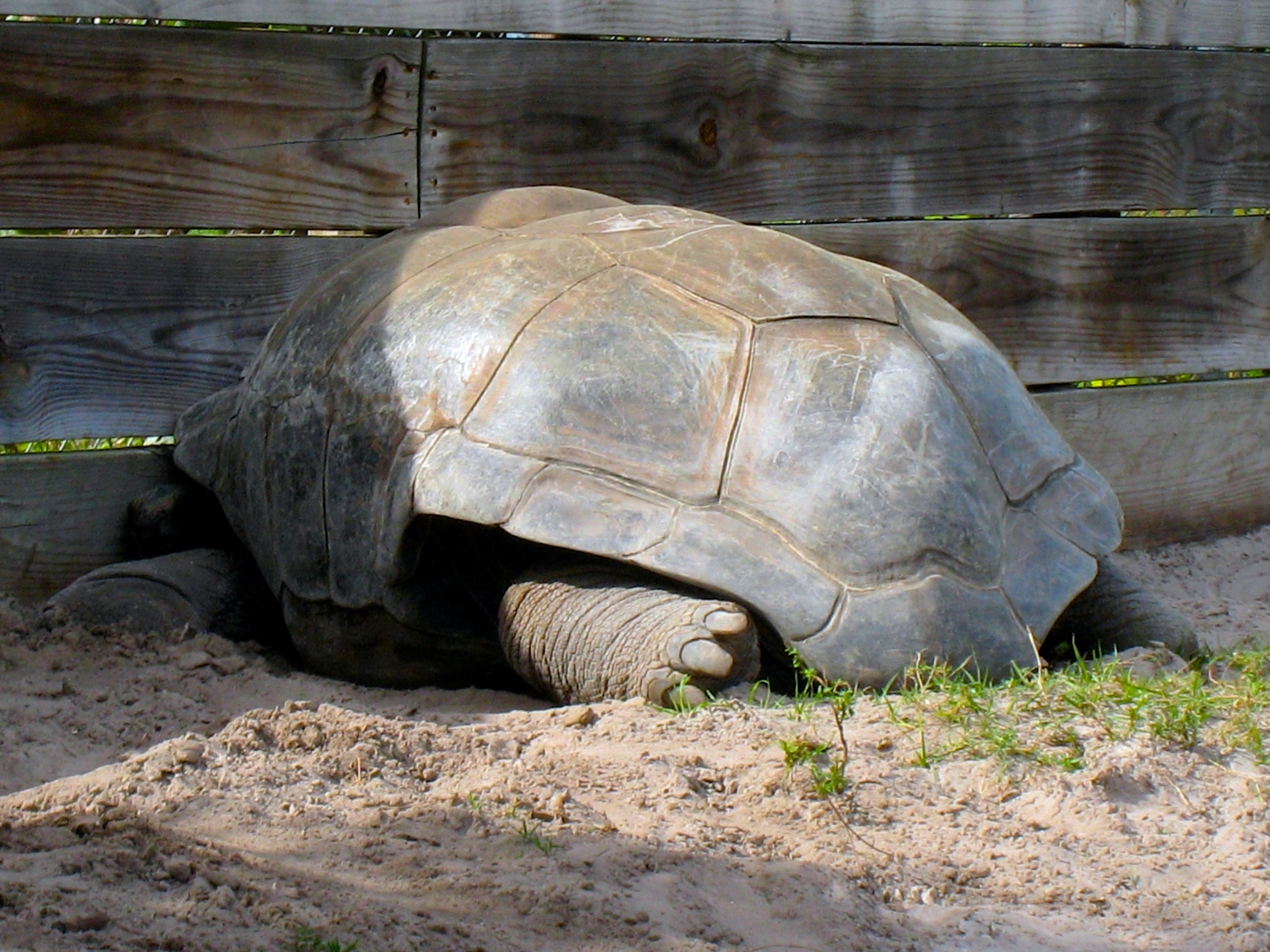 Aldabra Breeders
