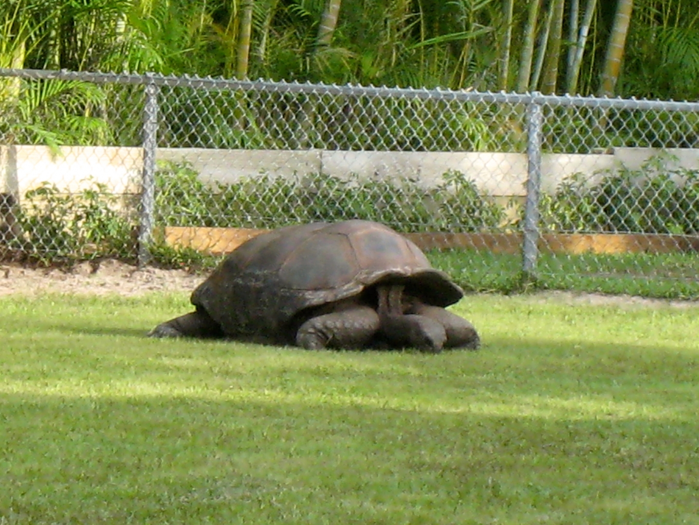 Aldabra Breeders