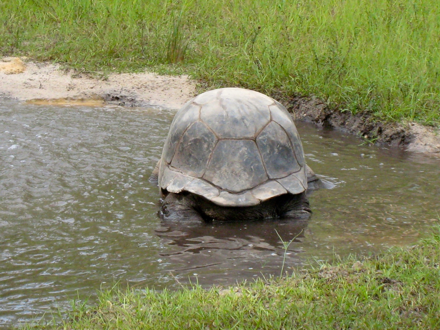 Aldabra Breeders