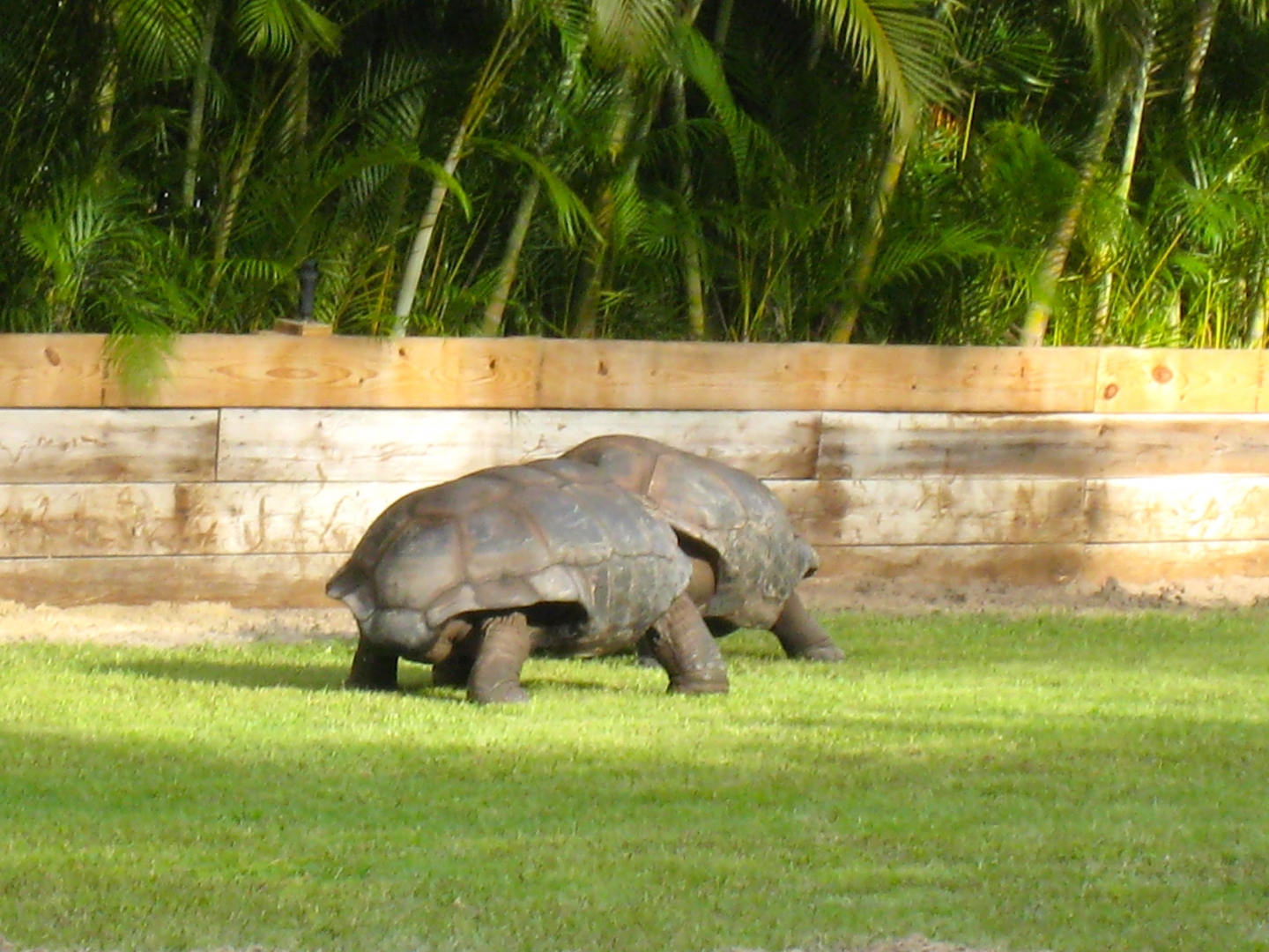 Aldabra Breeders
