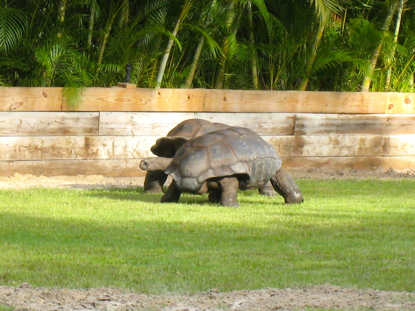 Aldabra Breeders