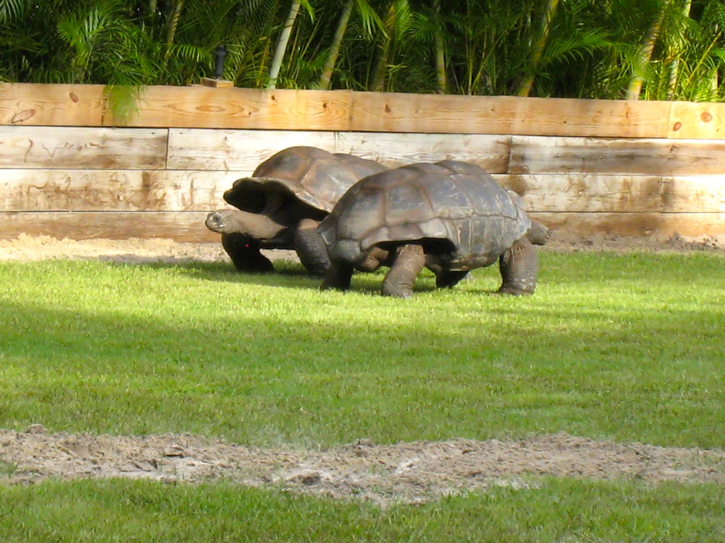 Aldabra Breeders