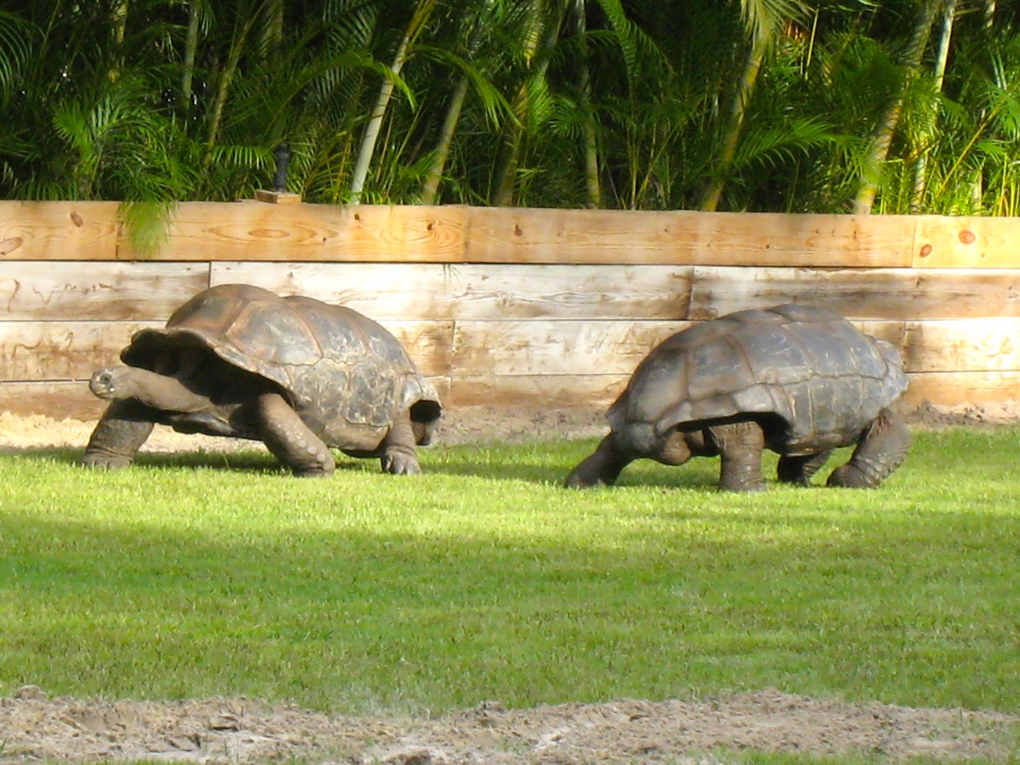 Aldabra Breeders