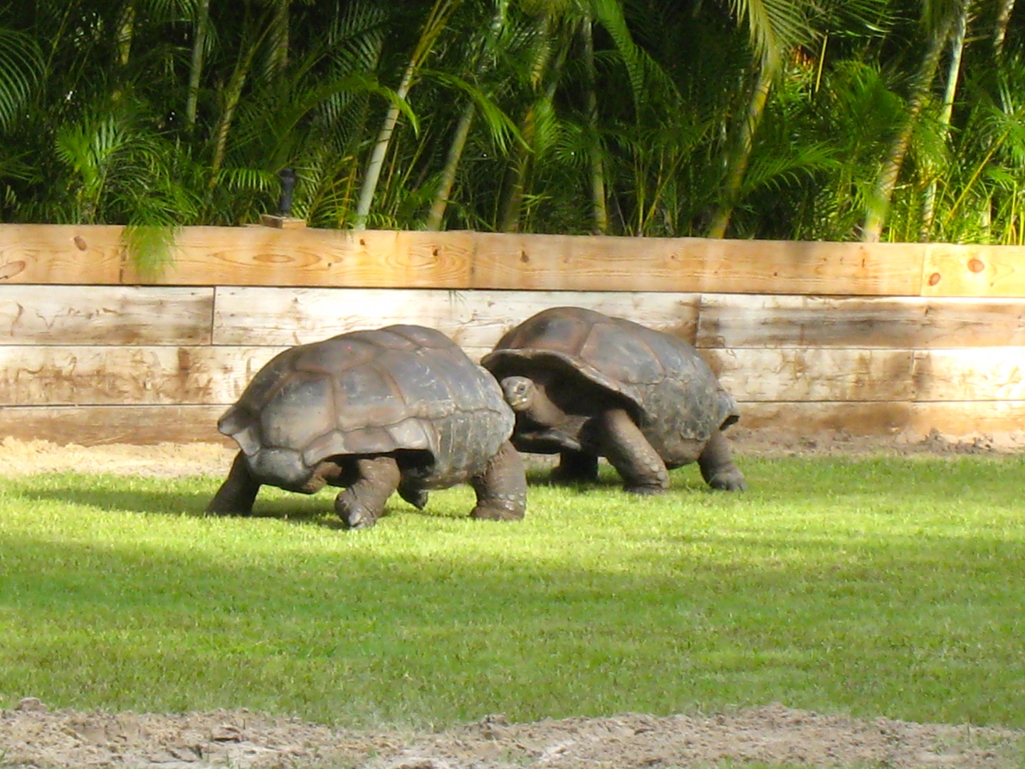Aldabra Breeders