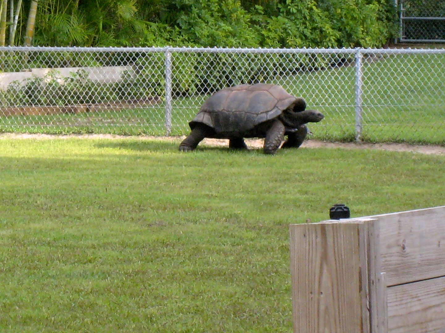 Aldabra Breeders