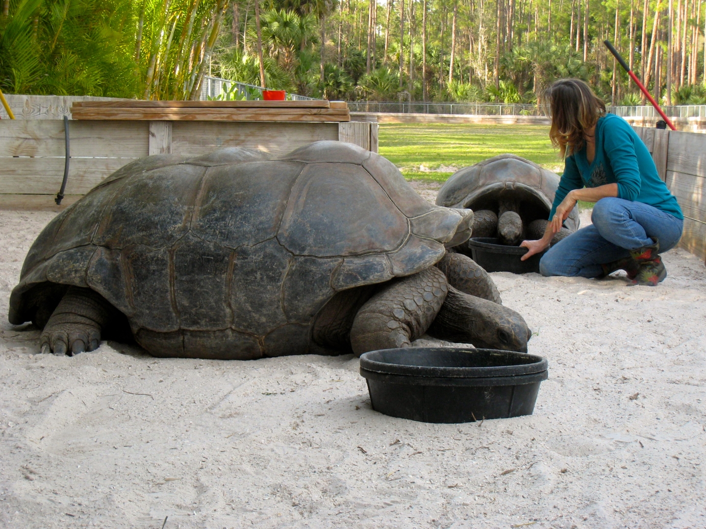 Aldabra Breeders