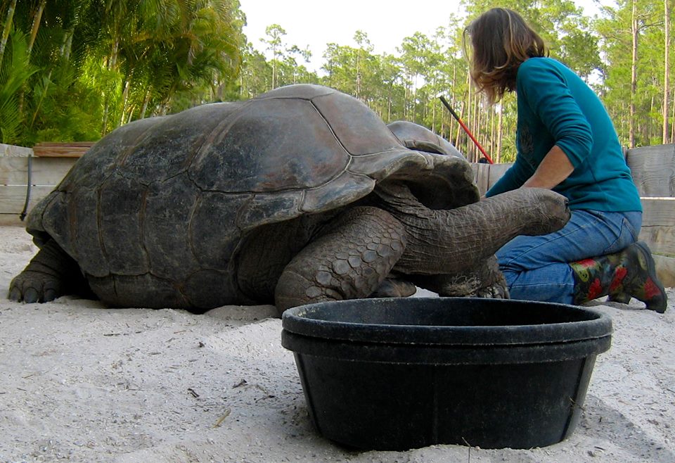 Aldabra Breeders