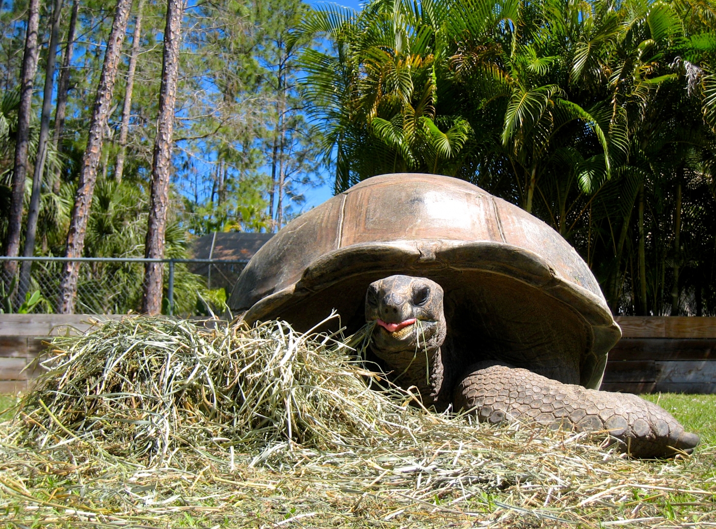 Aldabra Breeders