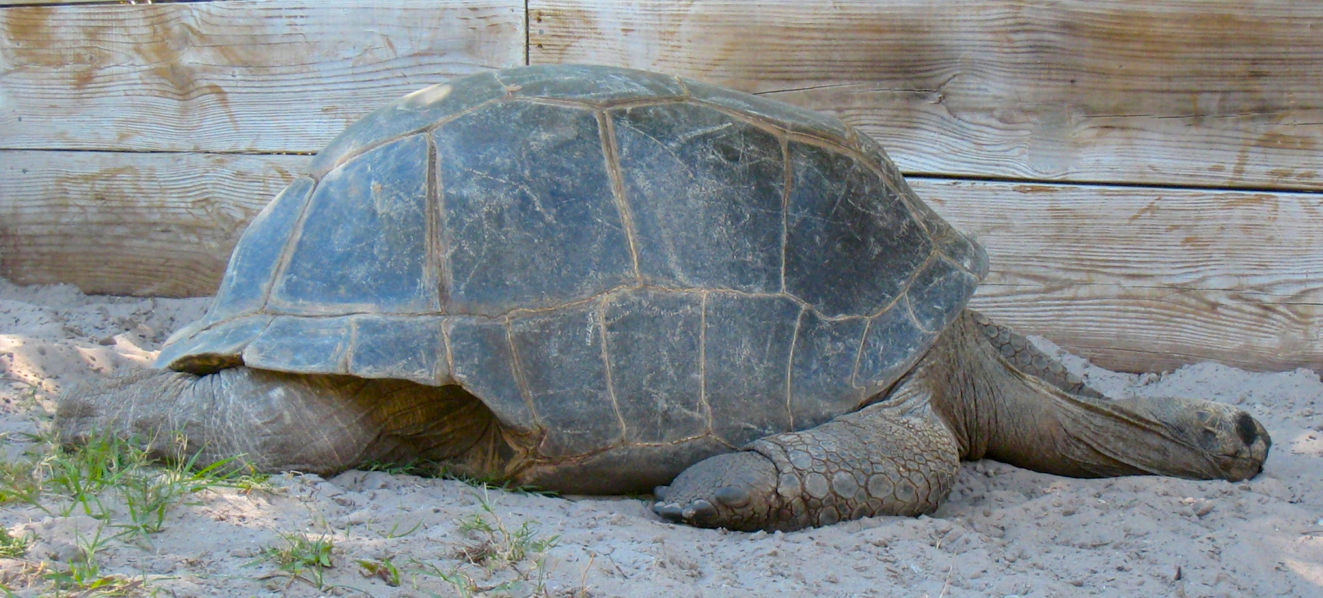 Aldabra Breeders