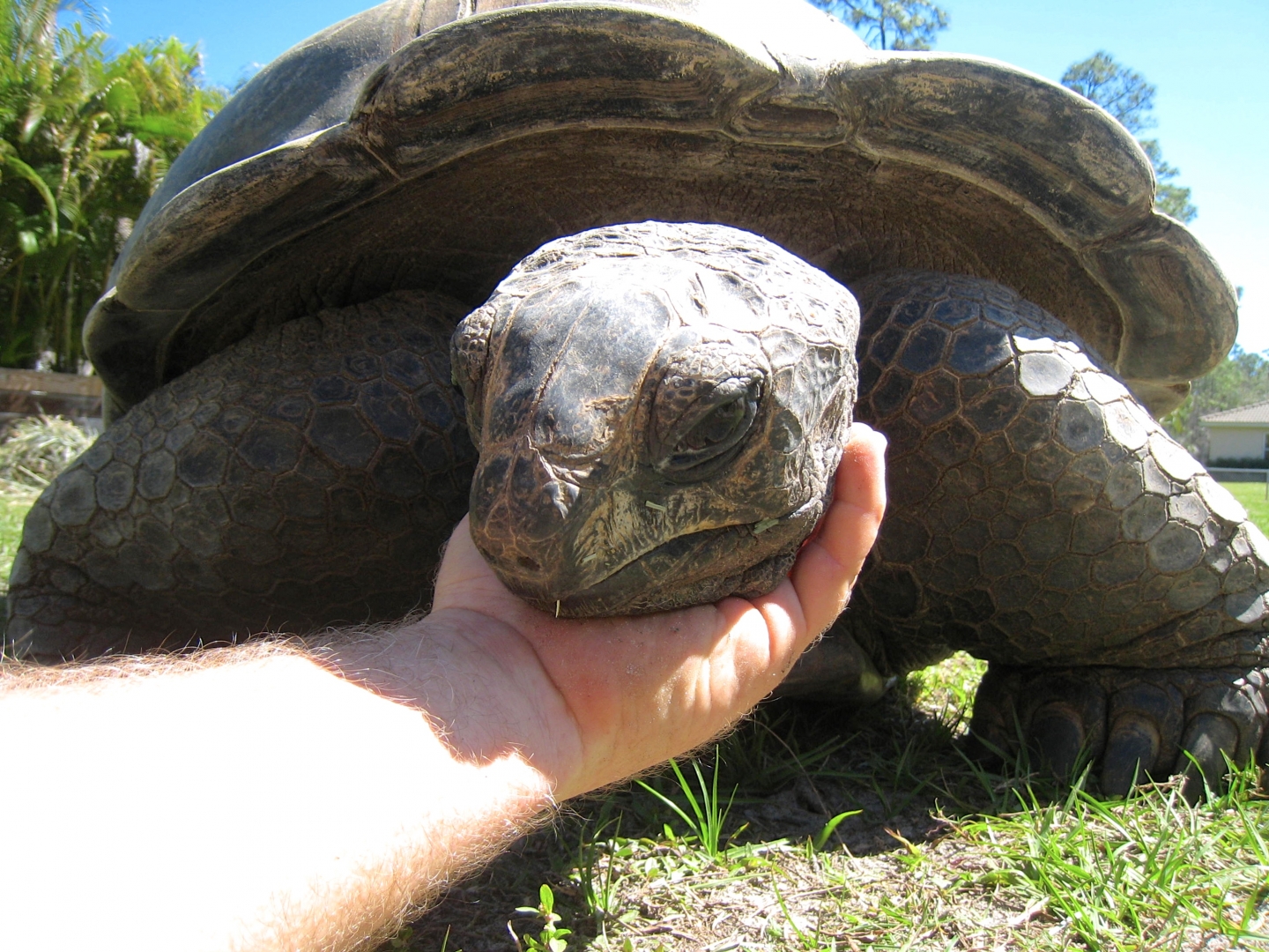 Aldabra Breeders