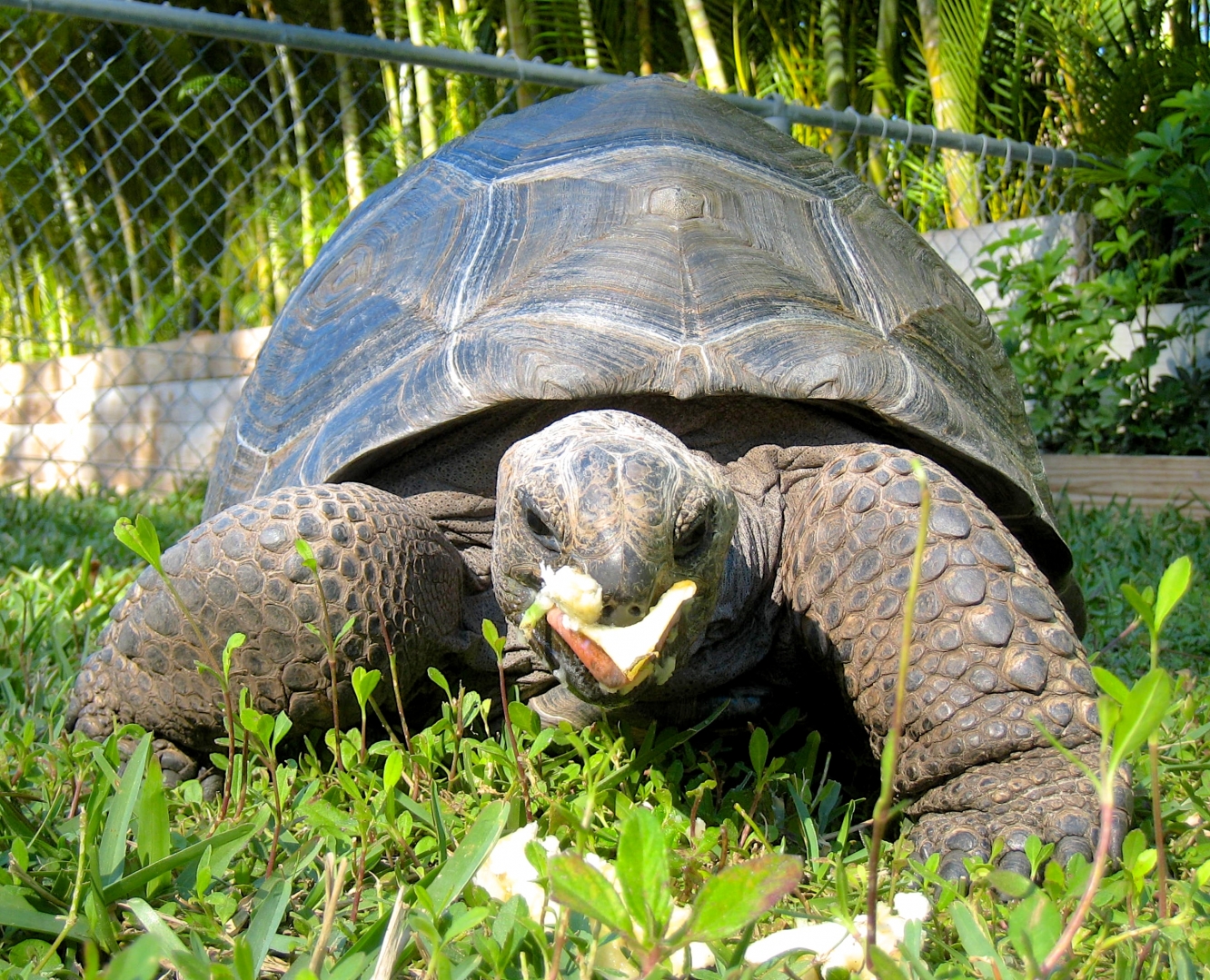 Aldabra Breeders