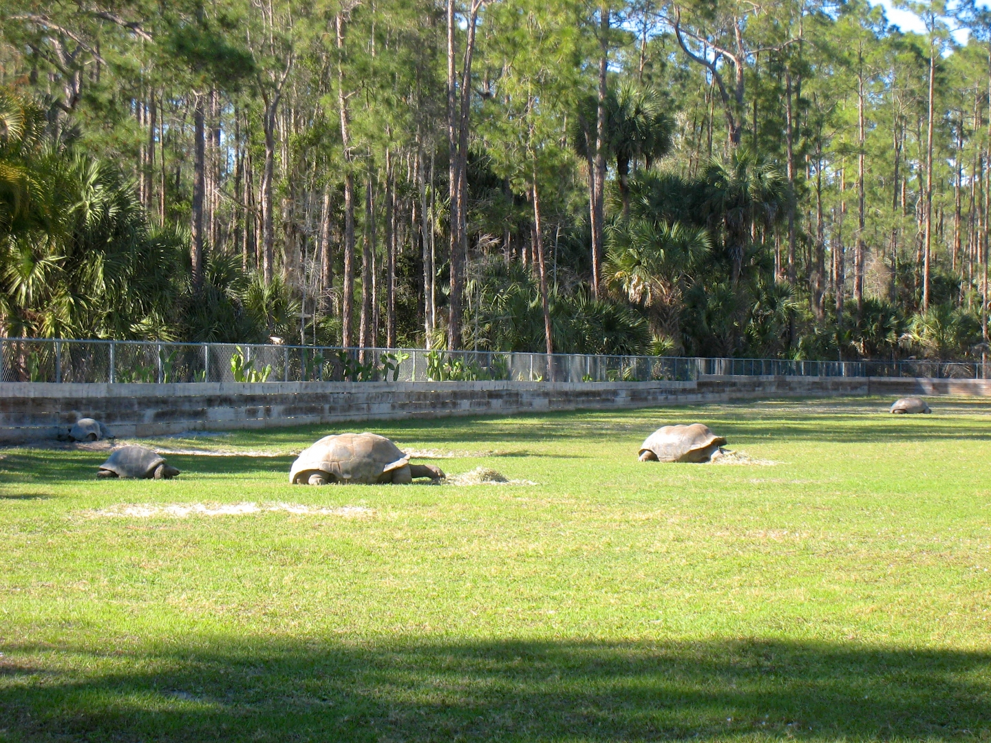 Aldabra Breeders