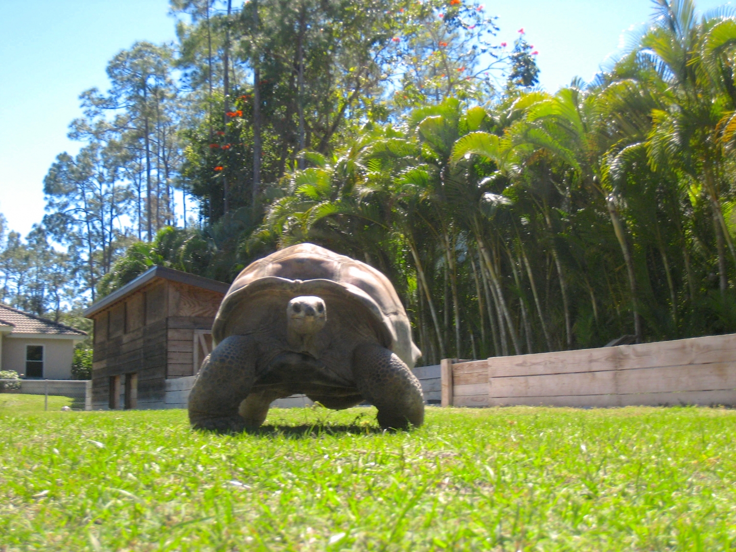 Aldabra Breeders