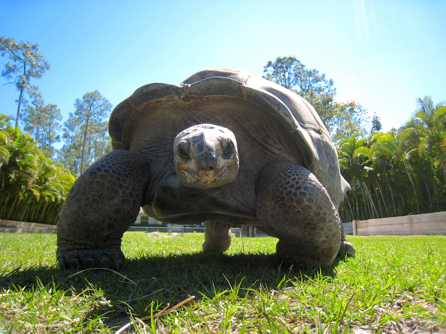 Aldabra Breeders