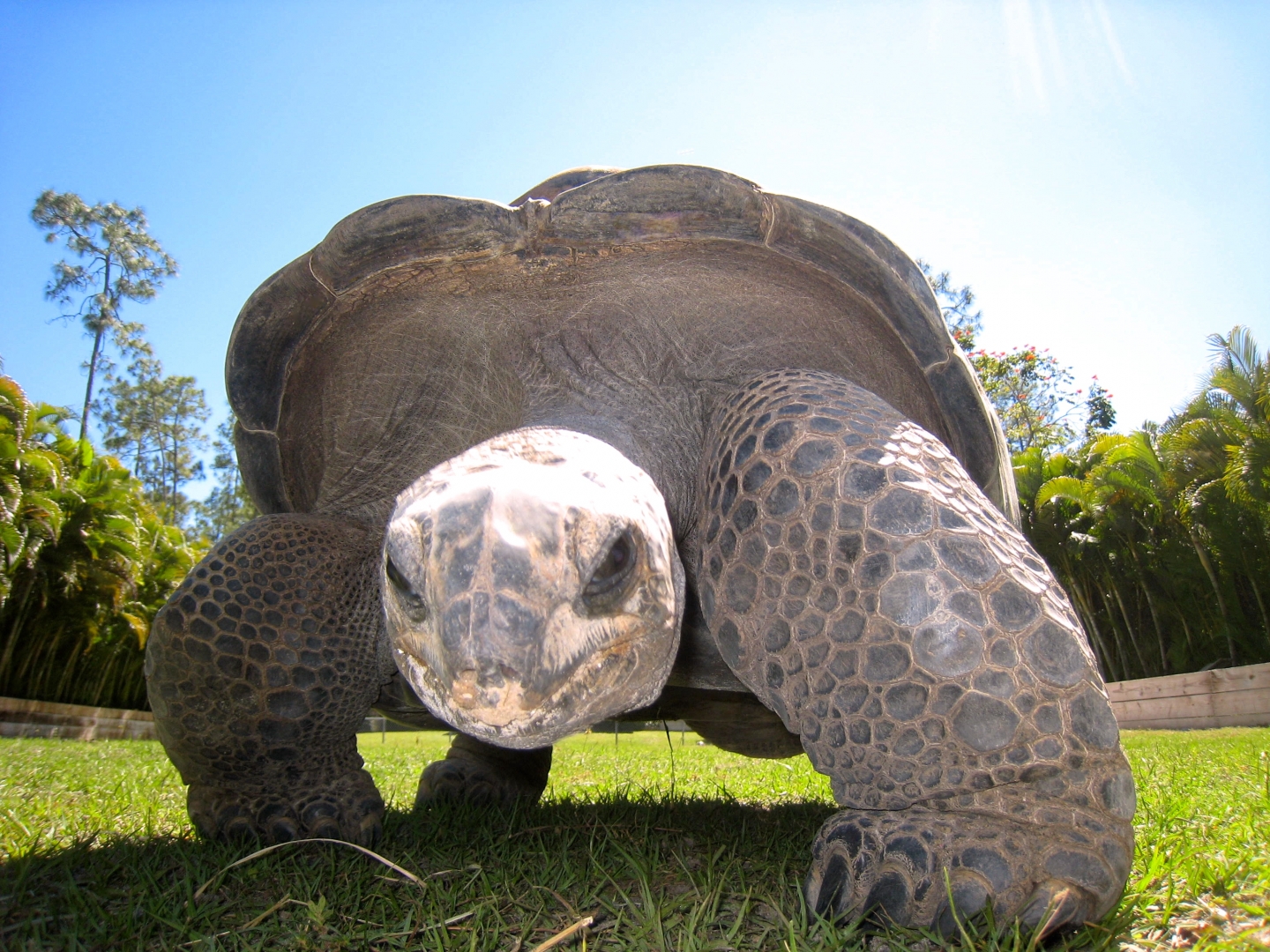 Aldabra Breeders