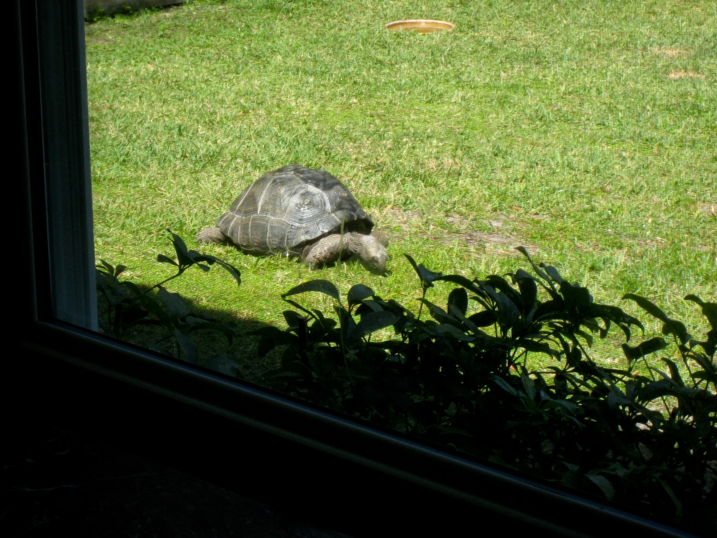Aldabra Breeders