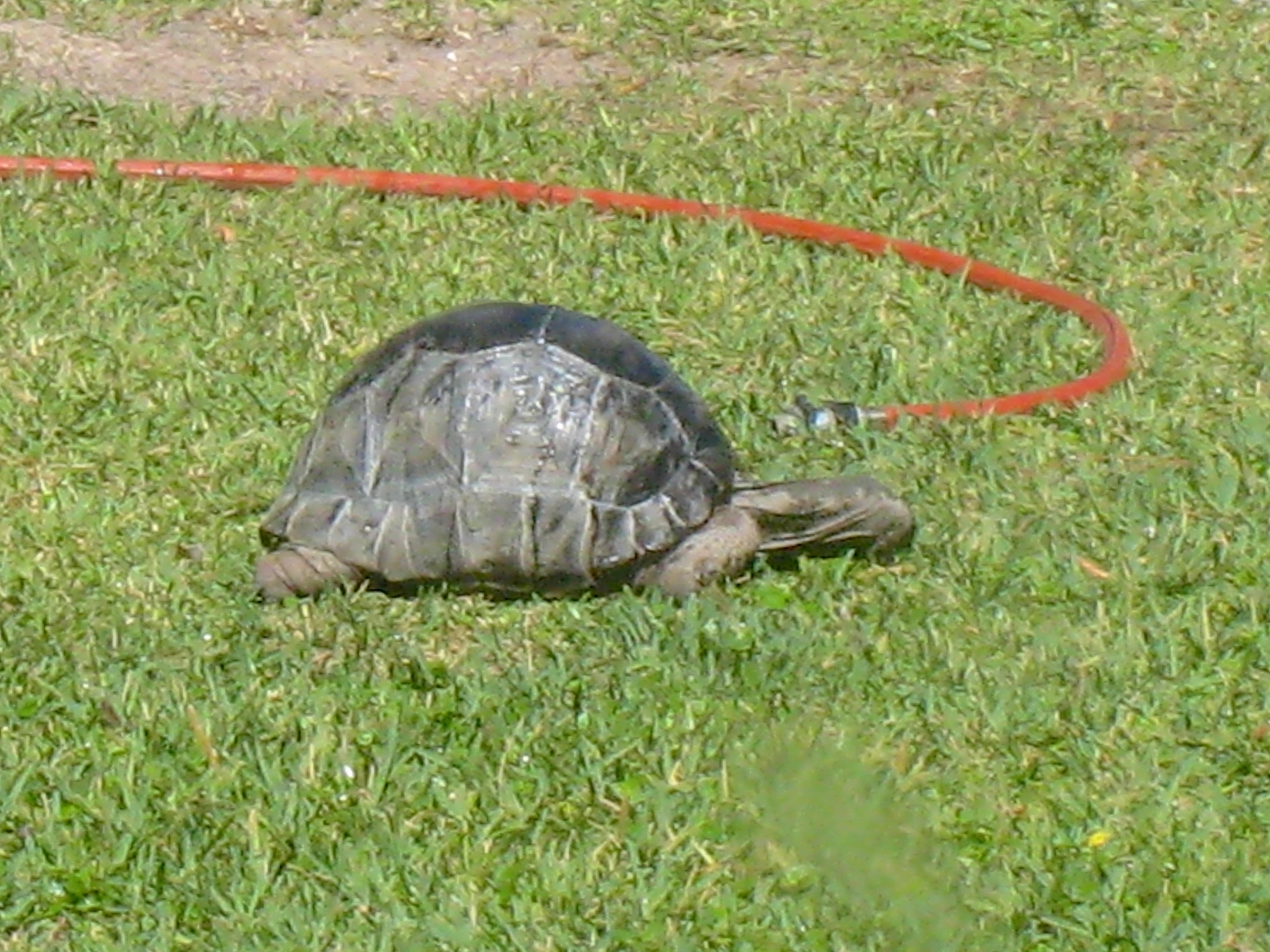 Aldabra Breeders