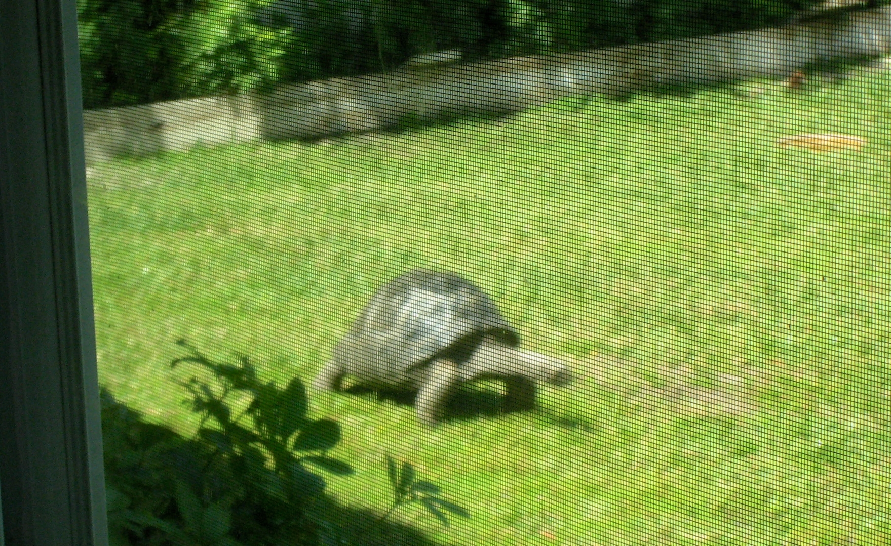 Aldabra Breeders