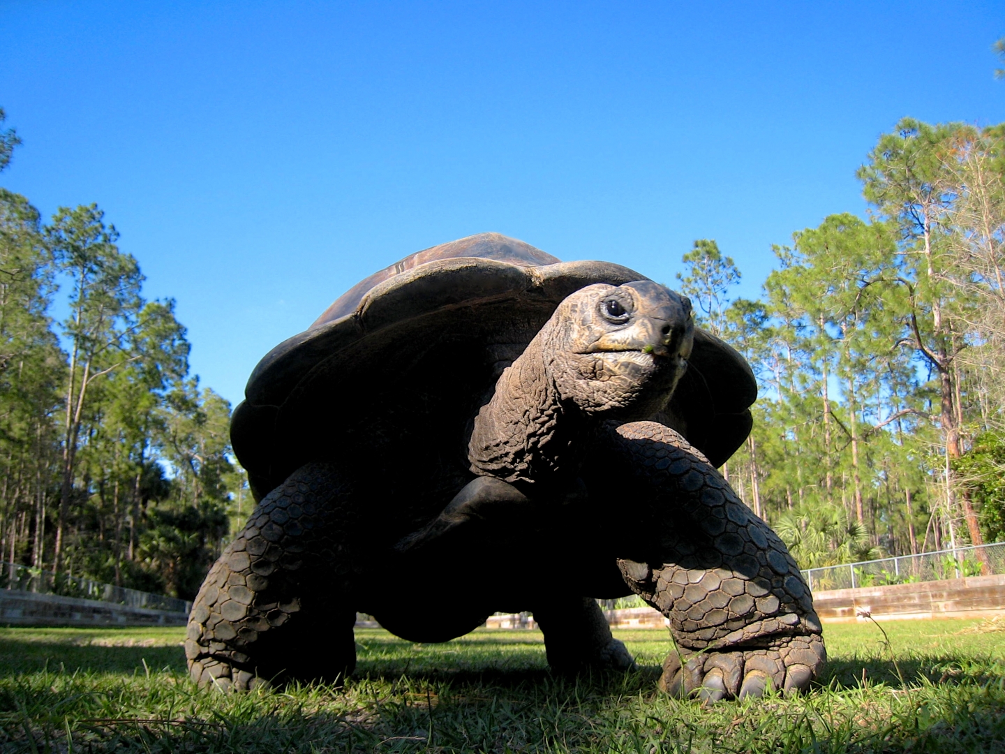 Aldabra Breeders