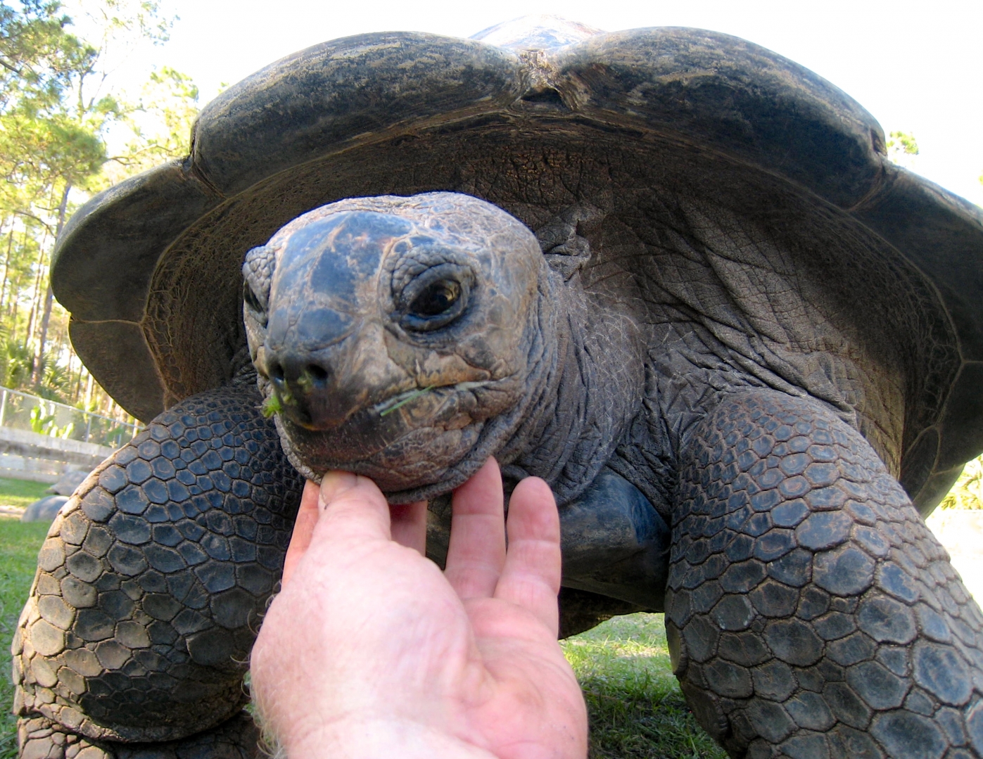 Aldabra Breeders