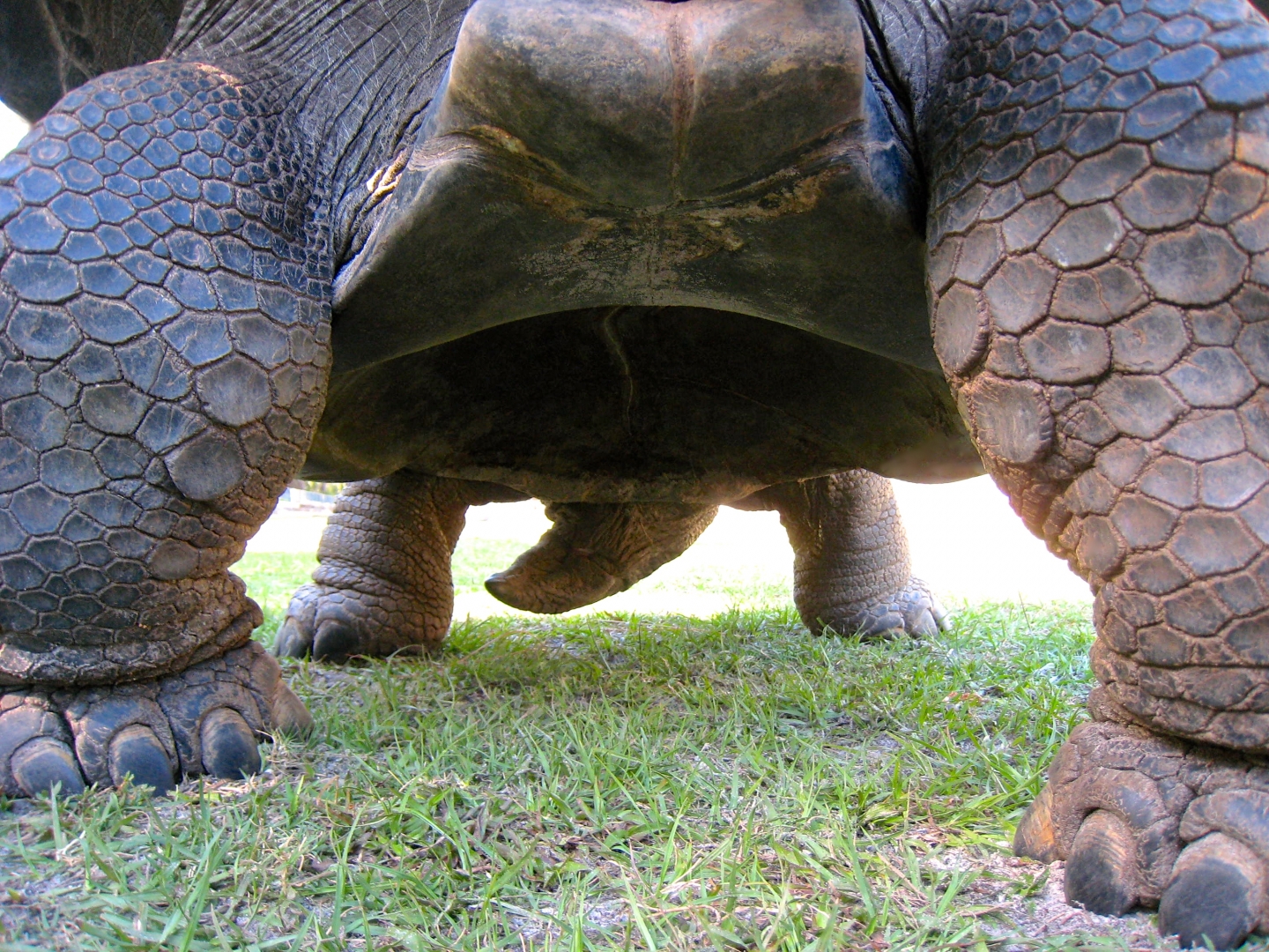 Aldabra Breeders