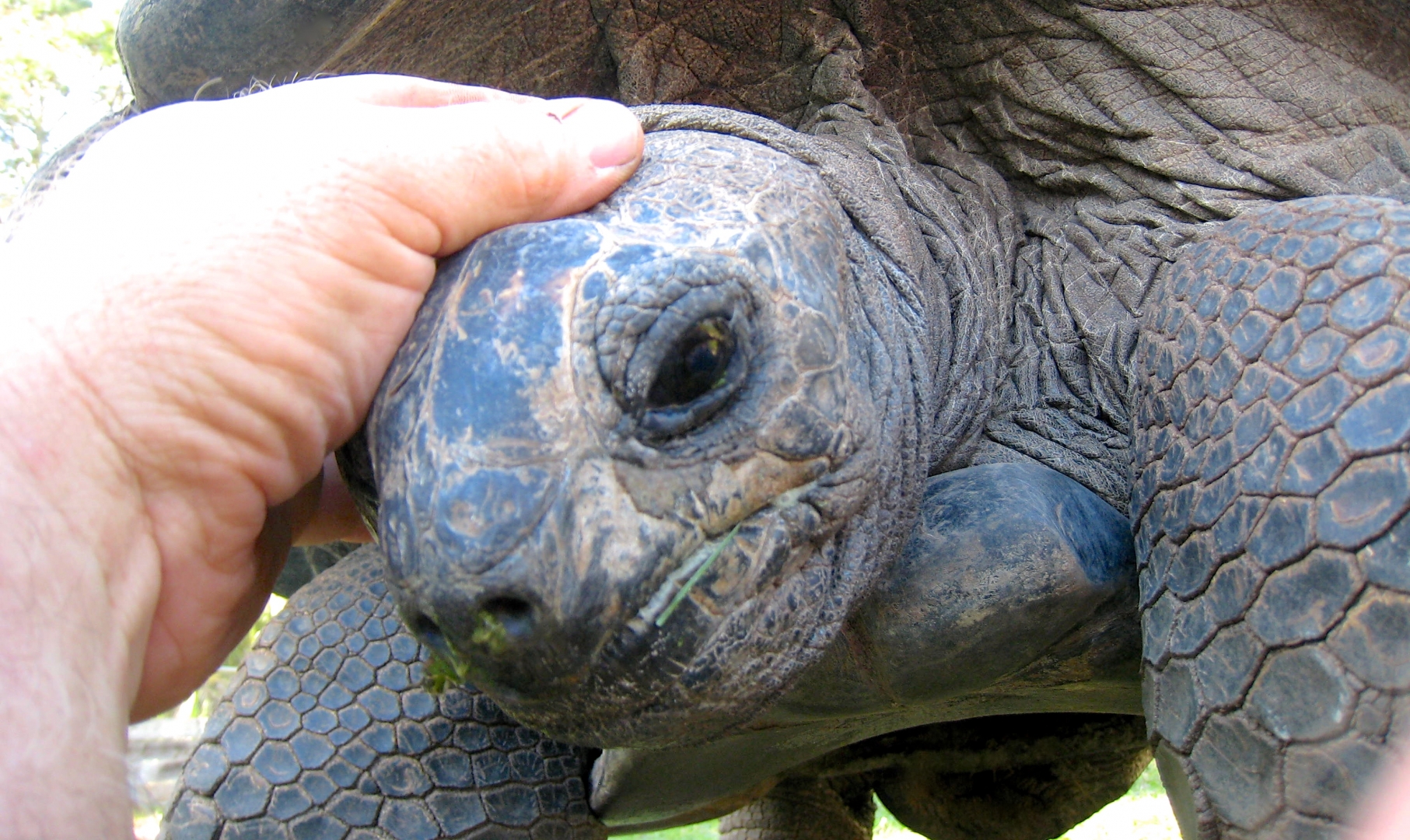 Aldabra Breeders