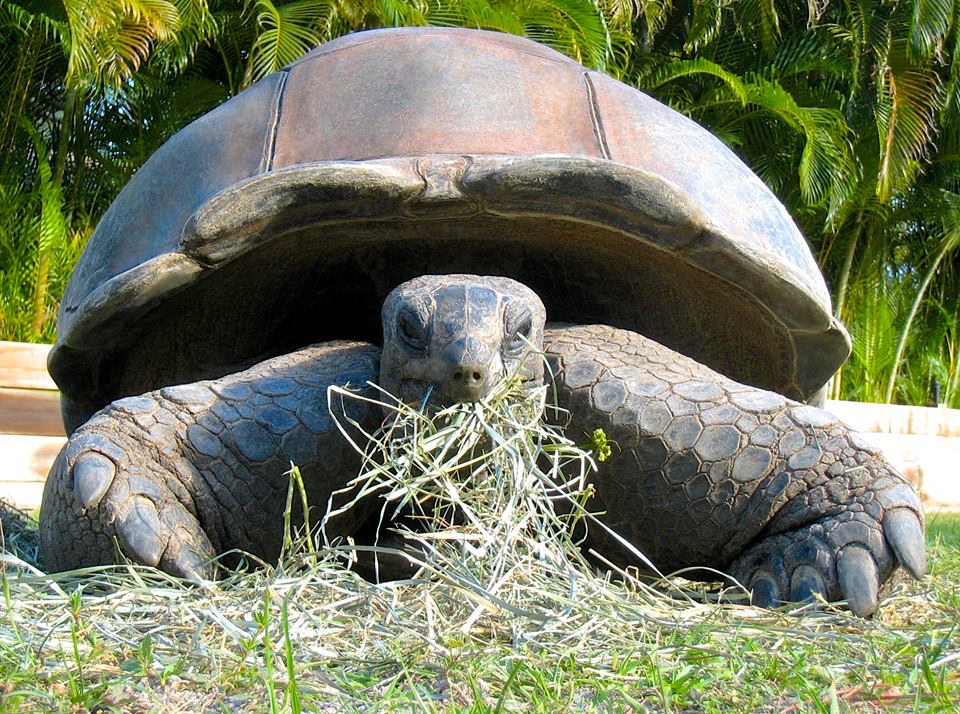 Aldabra Breeders