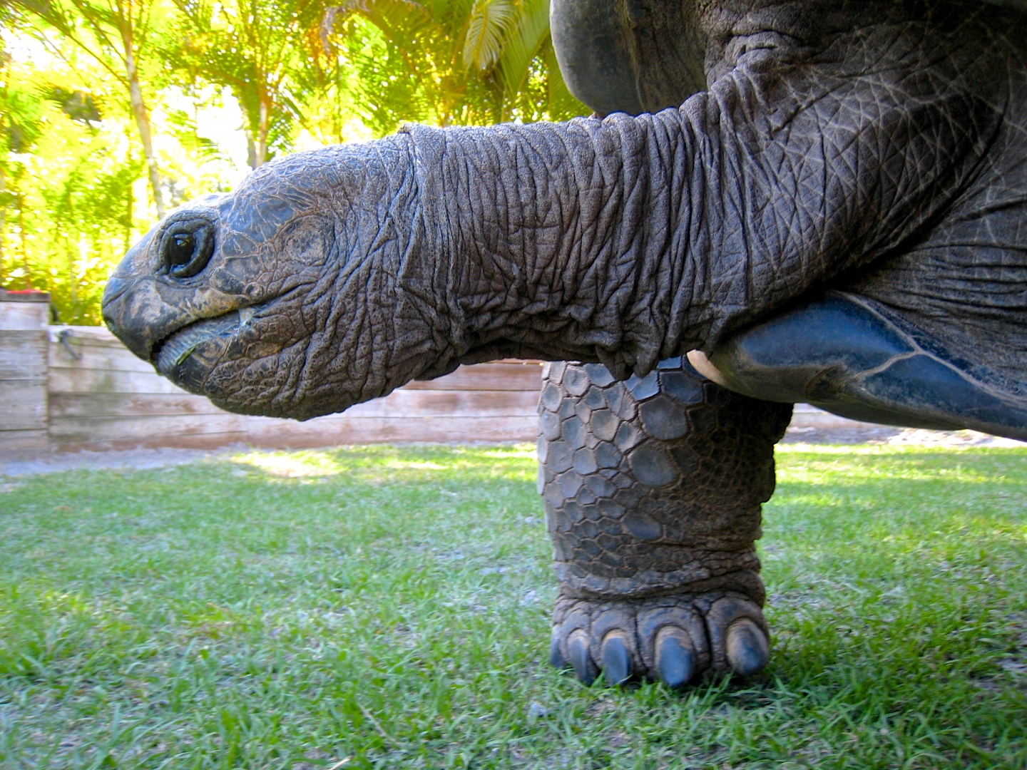 Aldabra Breeders