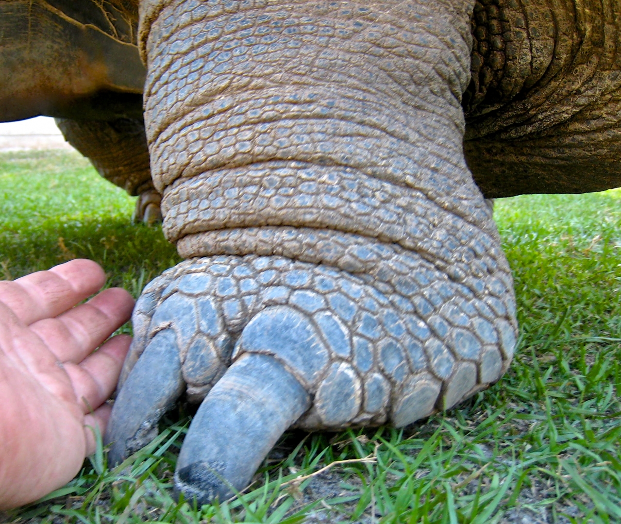 Aldabra Breeders