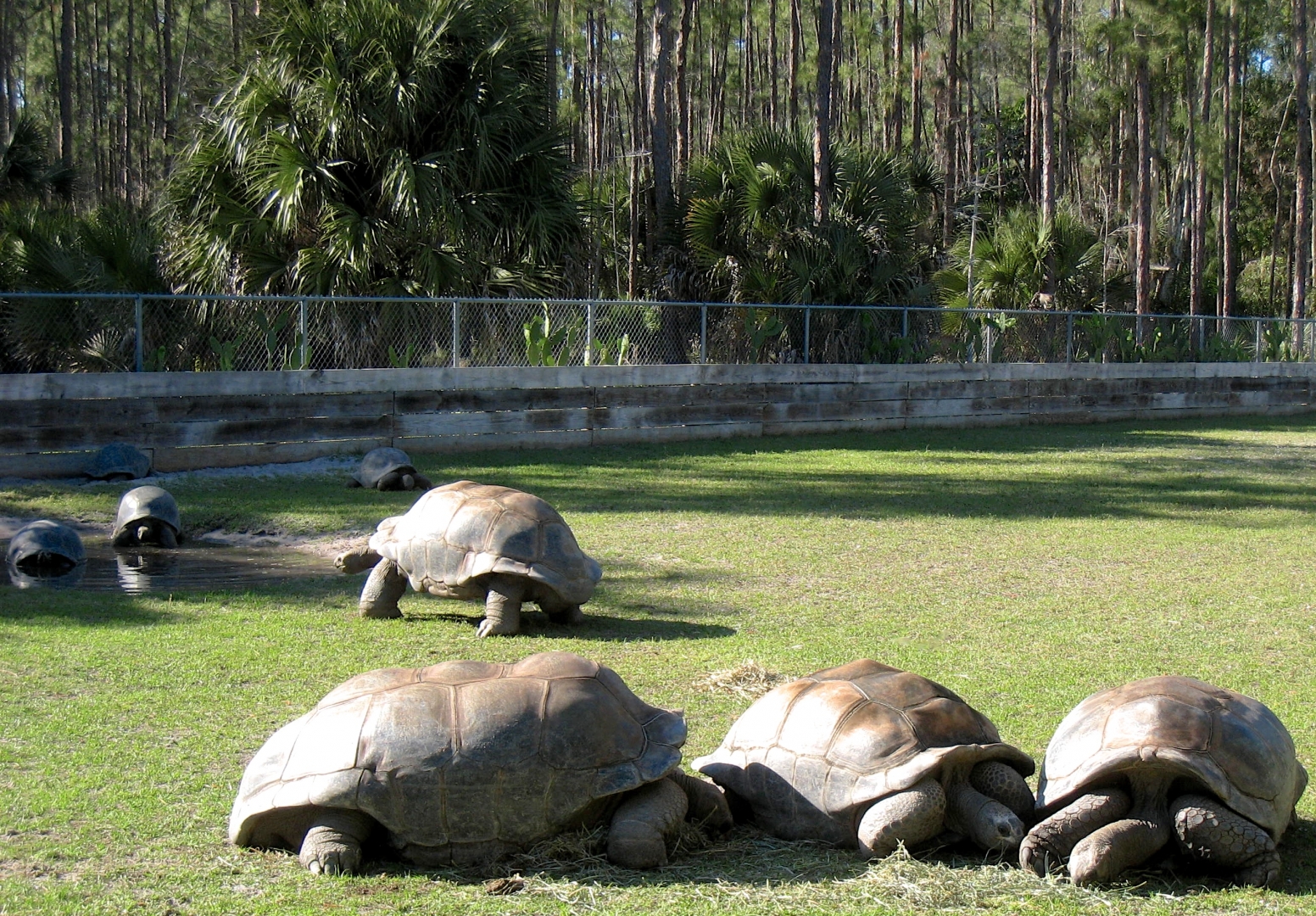 Aldabra Breeders
