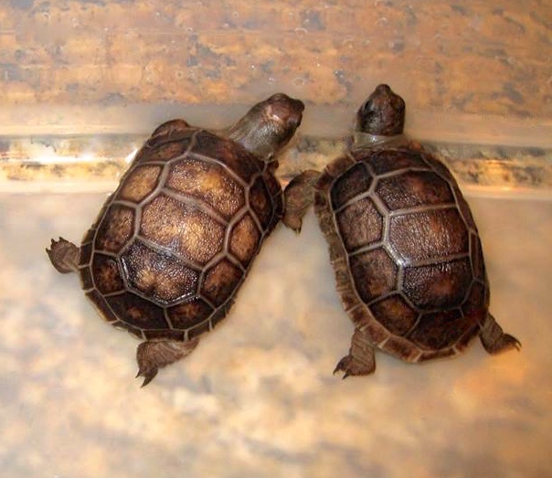 Aldabra Breeders