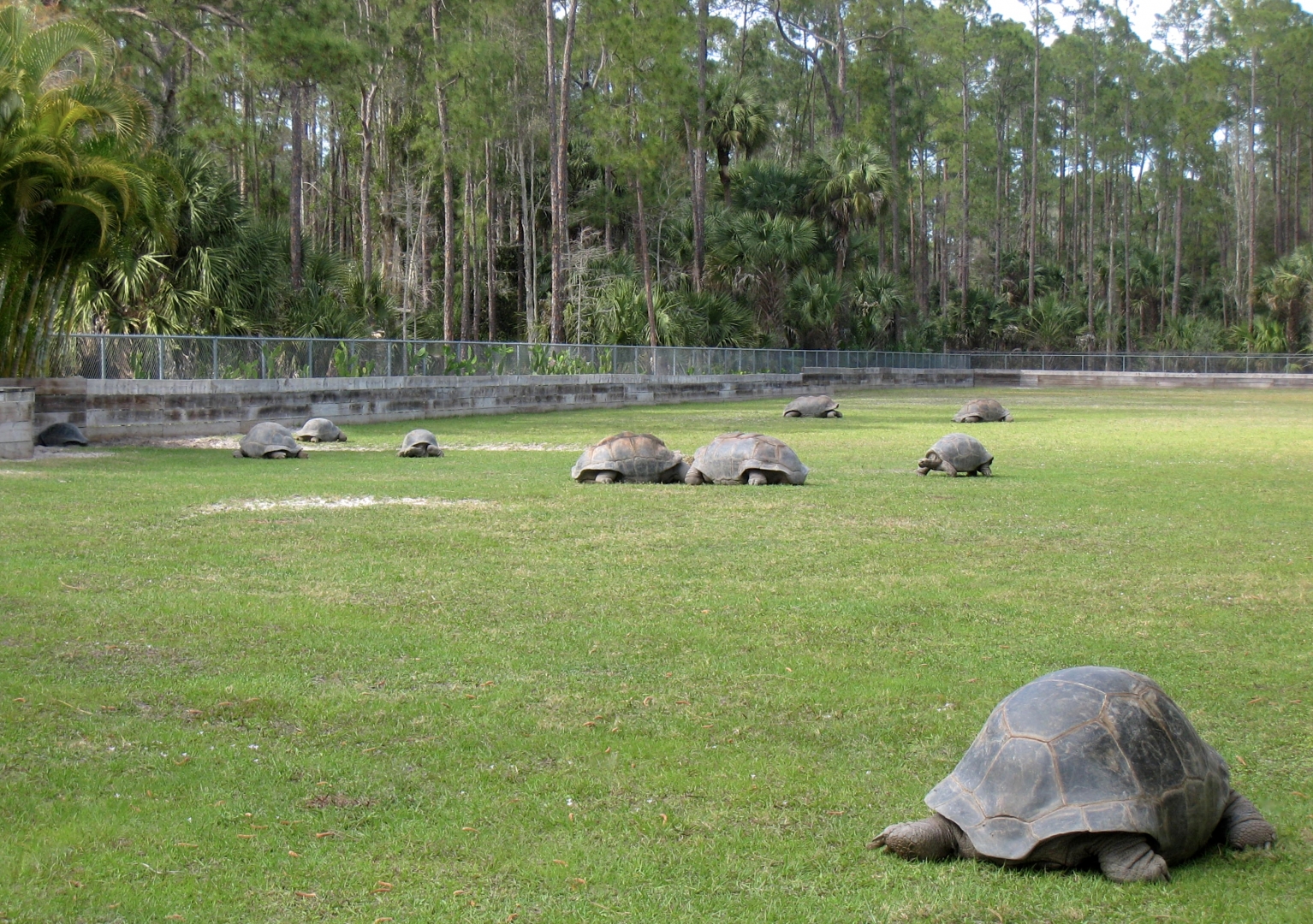 Aldabra Breeders