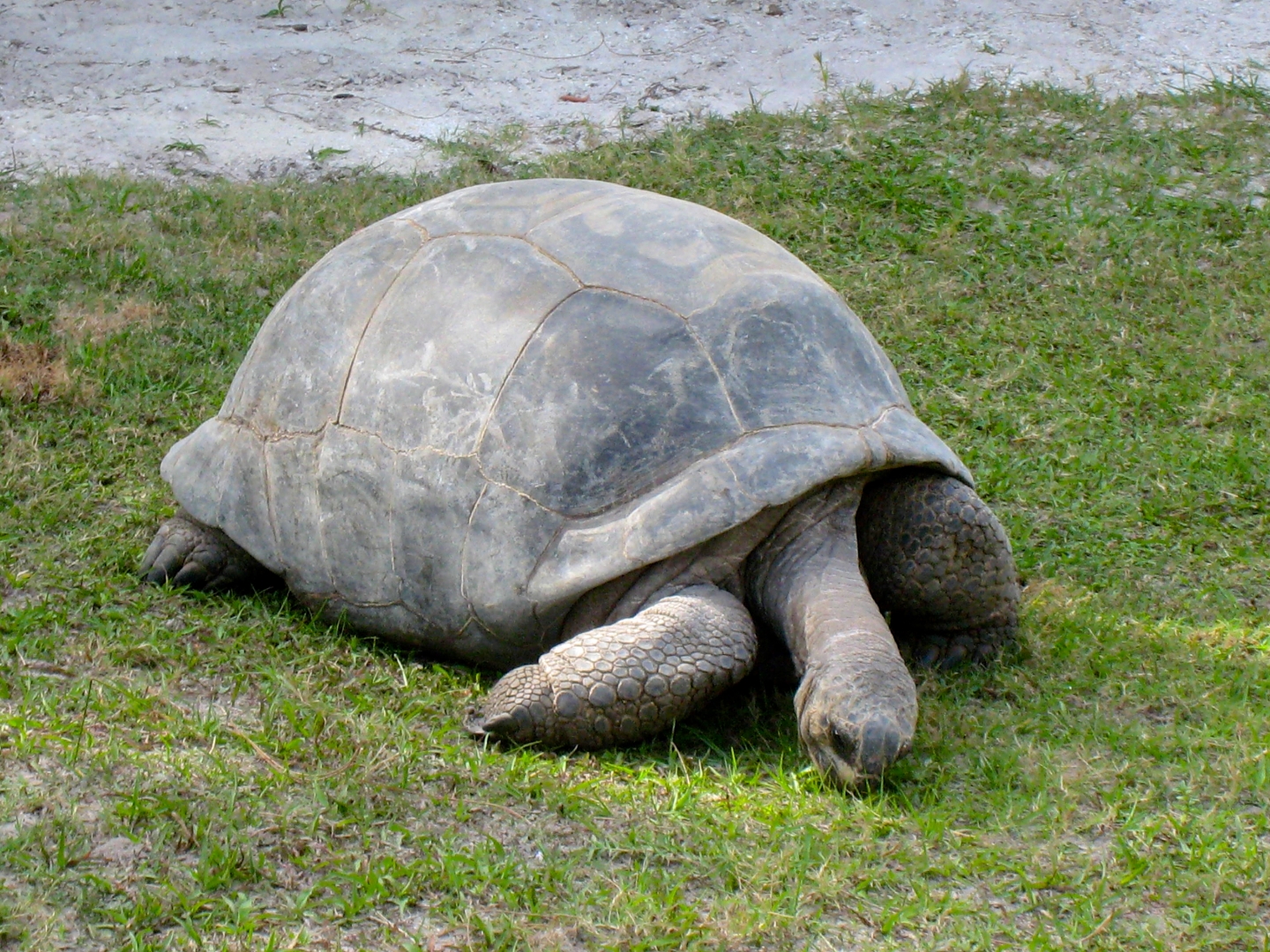 Aldabra Breeders