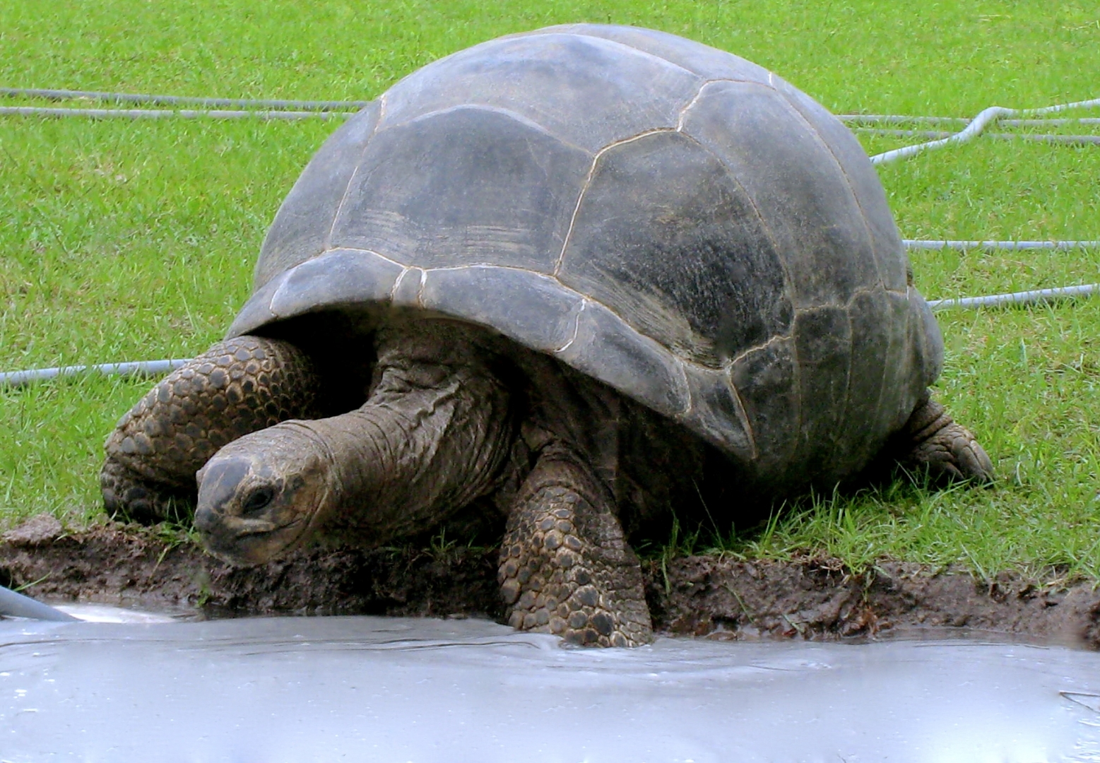 Aldabra Breeders