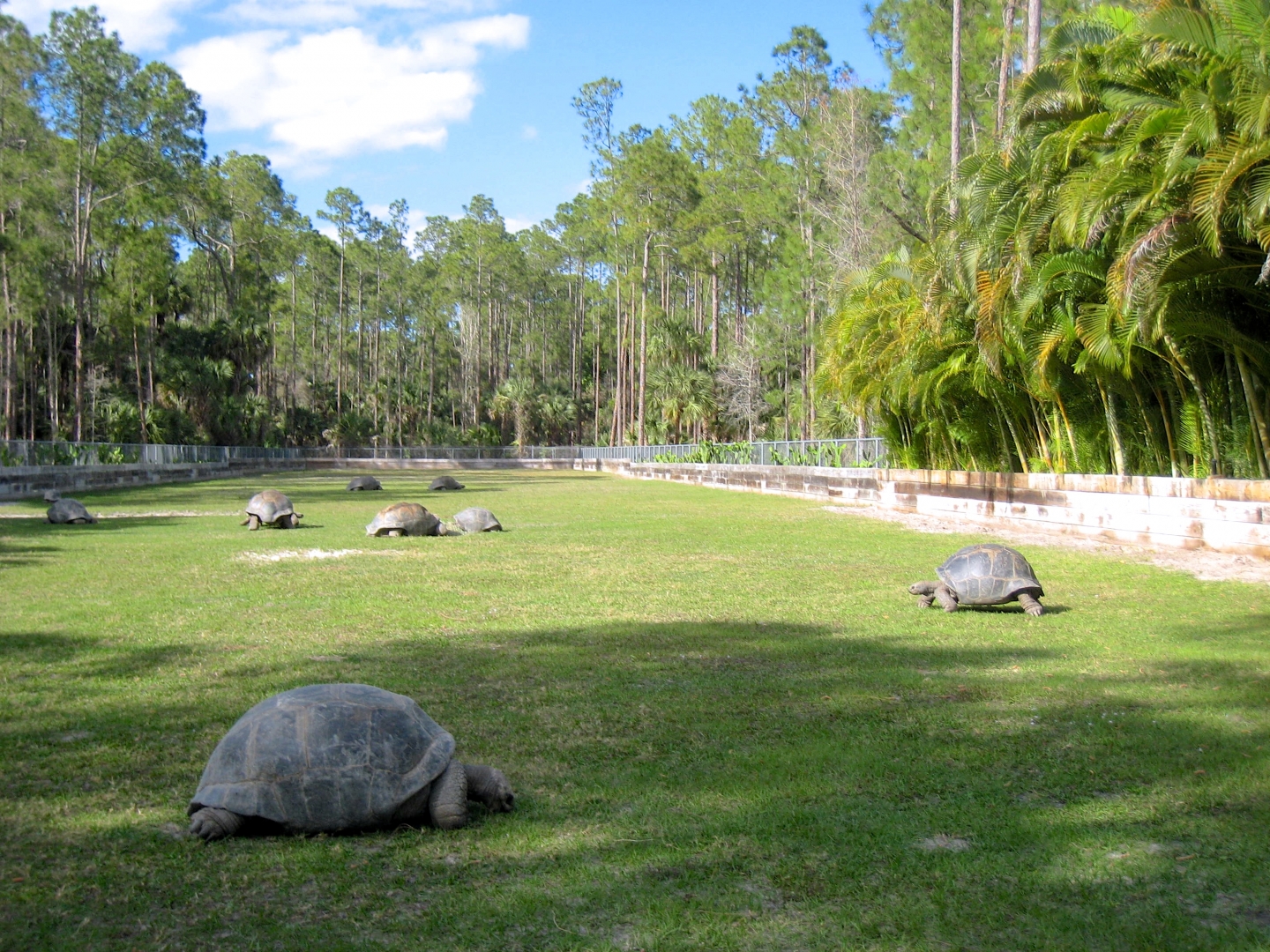 Aldabra Breeders