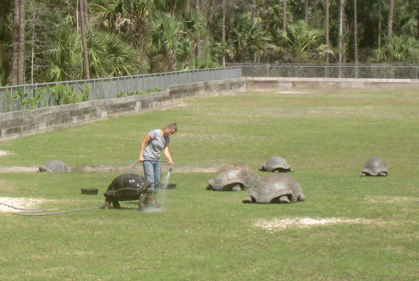 Aldabra Breeders