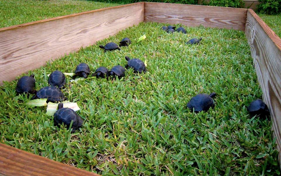 Aldabra Breeders