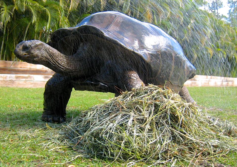 Aldabra Breeders