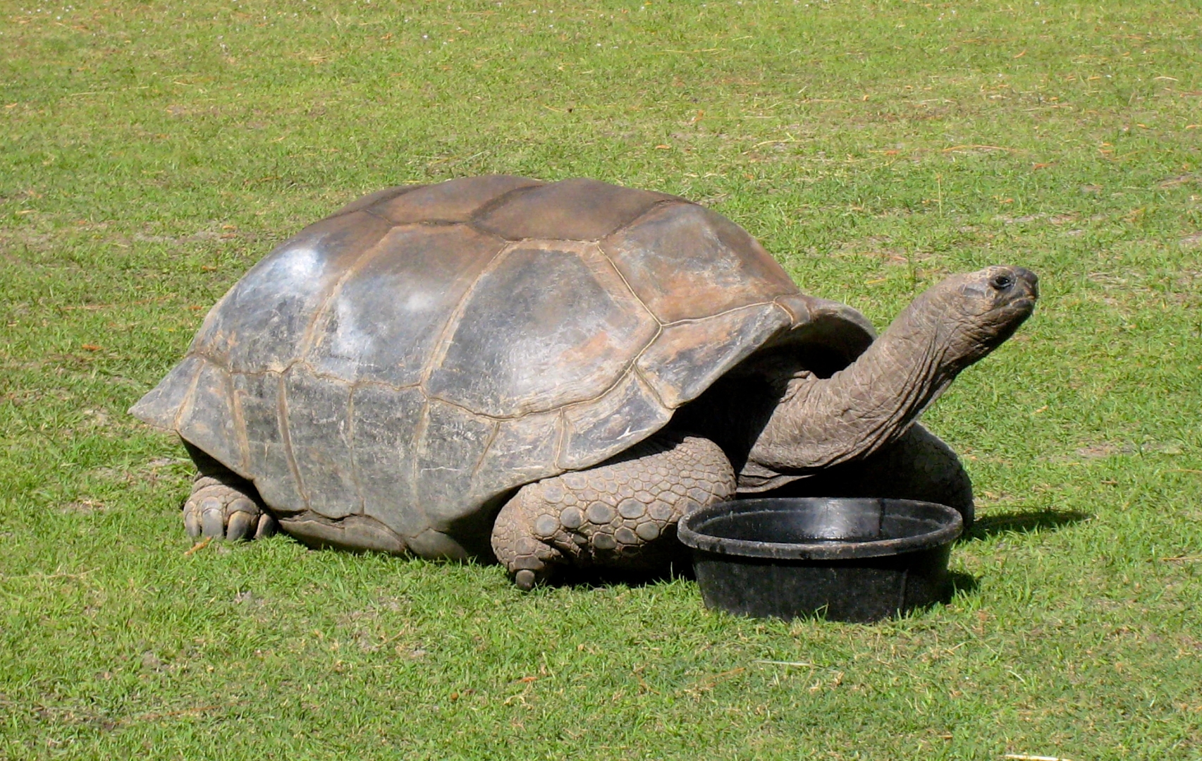 Aldabra Breeders