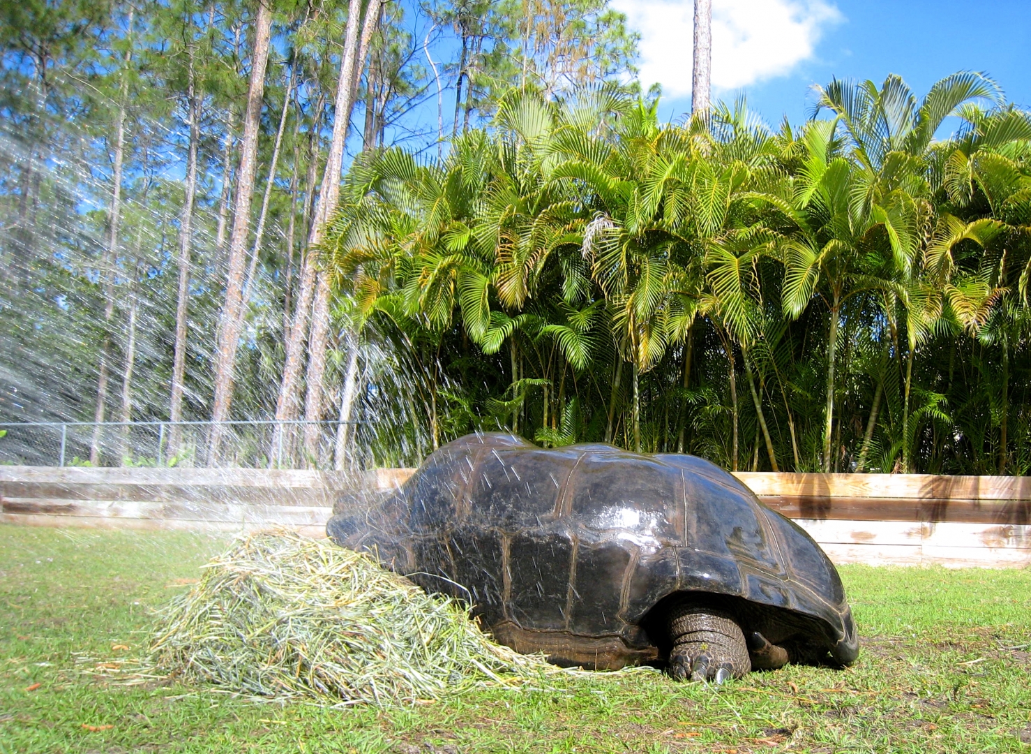 Aldabra Breeders
