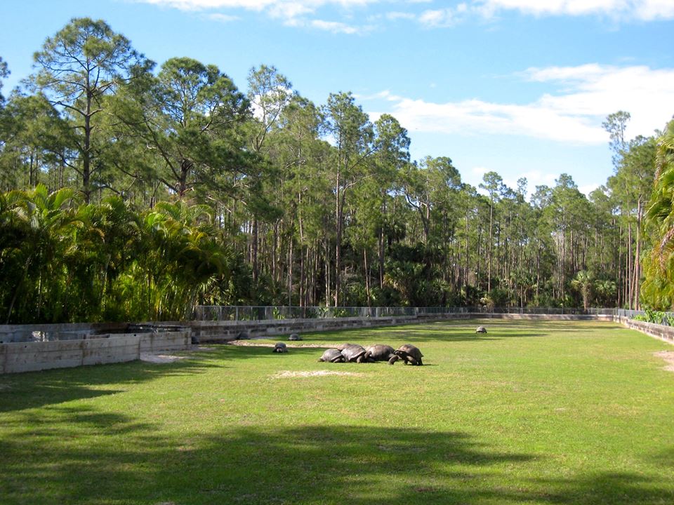 Aldabra Breeders